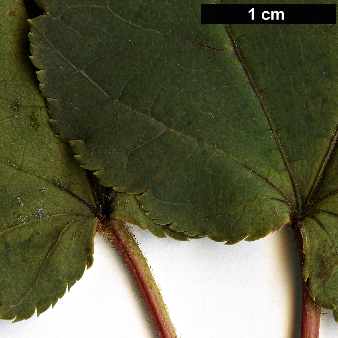 High resolution image: Family: Sapindaceae - Genus: Acer - Taxon: laxiflorum - SpeciesSub: var. longilobum